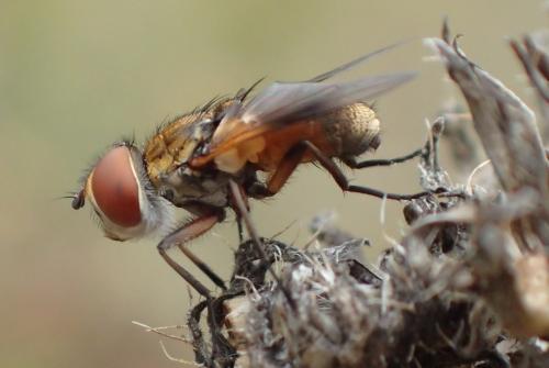 Réf. 196 079 : Ectophasia crassipennis